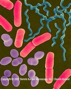 bacteria - three types