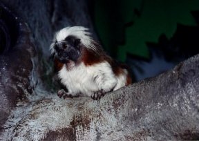 Tamarin