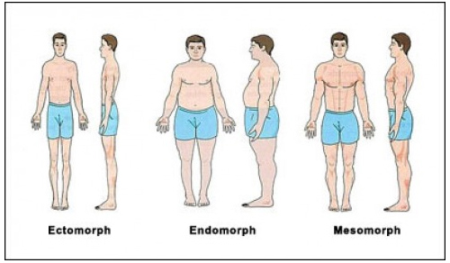 Body Type: 3 Body Types Defined. Endomorph, Ectomorph, and