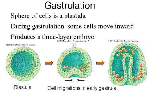 gastrulation
