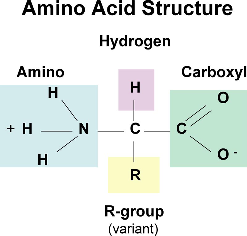 Amino Acids