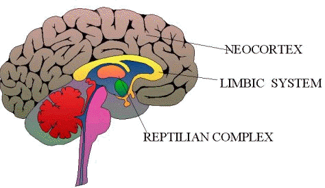 human brain