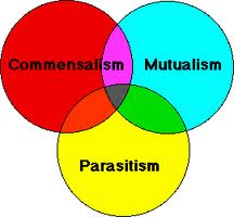 Symbiosis