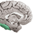 Three Parts of the Brain