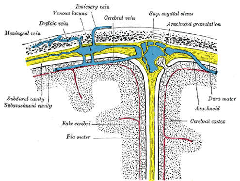 Brain membranes