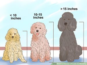 Choose a Poodle for Breeding