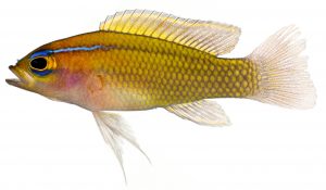 Lipogramma trilineatum (Threeline Basslet) Belize Larval-Fish Group