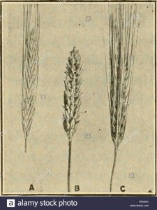 Types of barley Two-row barley; B, Hull-less barley C, Six-row barley