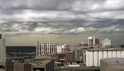 undulatus asperatus