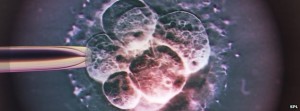 embryo light micrograph