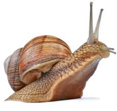 snail