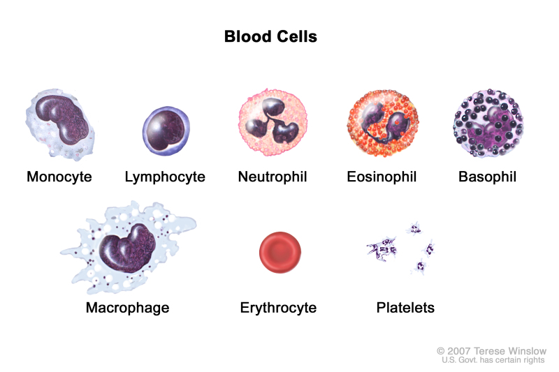 blood cells