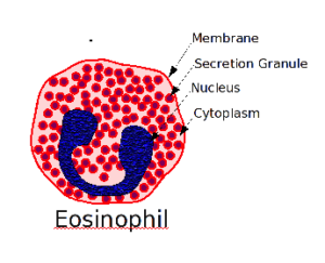 eosinophil