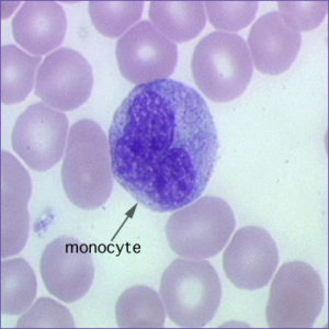 monocyte