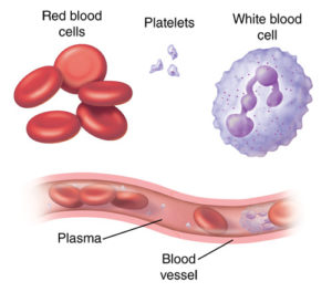 red blood cells, white blood cells, platelets