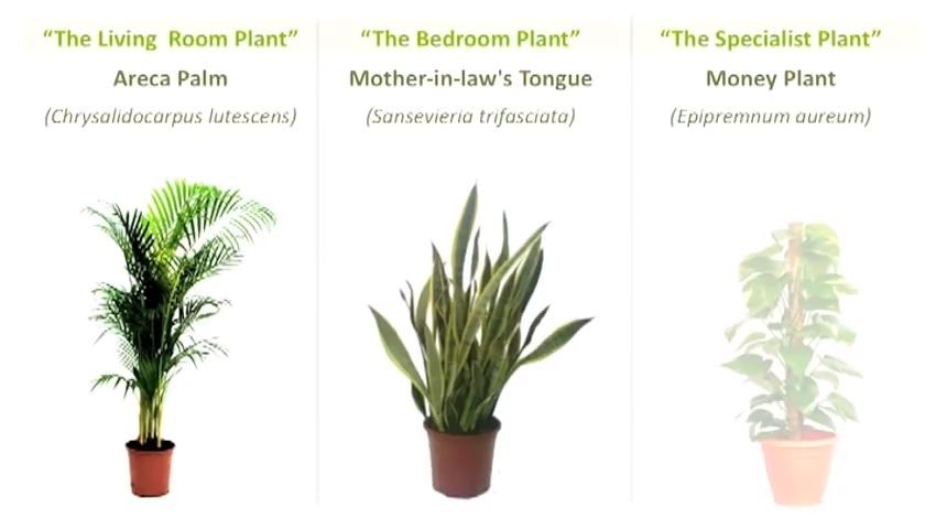 Areca Palm, Mother-in-law’s Tongue, Money Plant