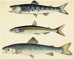 Three Varieties Of Salmon  