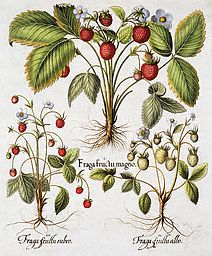 Three Varieties of Strawberry by Basil Besler 