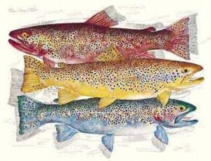 klatttrout   