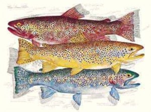 trout 