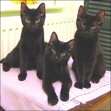 3blackcats