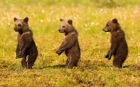 3cubs