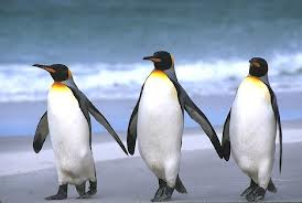 3penguins