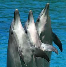 dolphinsthree